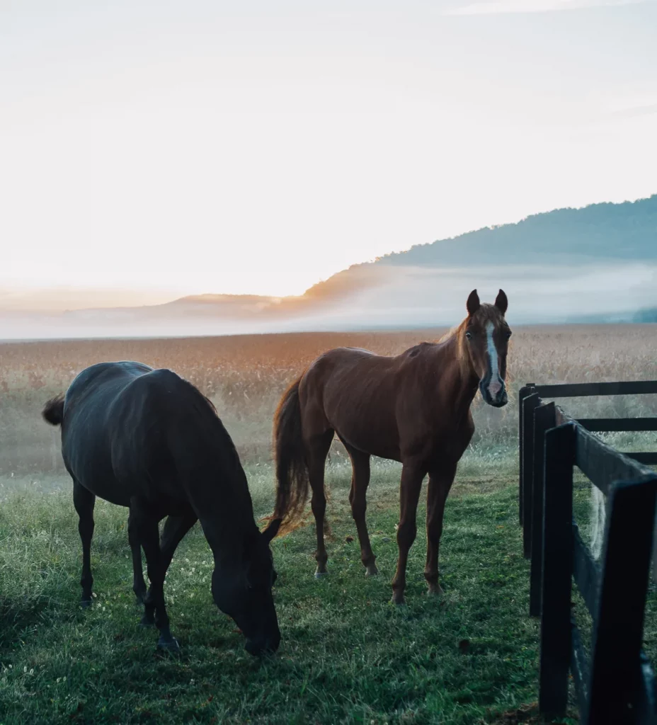 Horses in mist